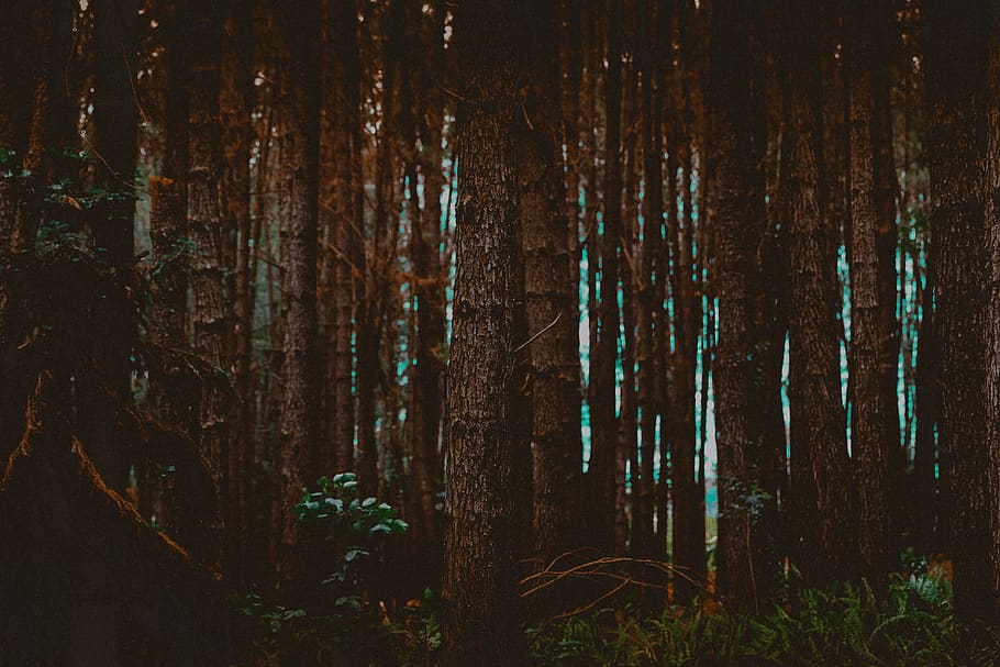 life, nature, dark forest, tree, trees, plant, land, tree trunk HD wallpaper