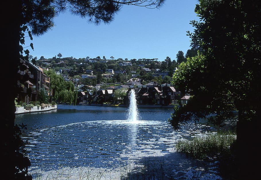 tiburon, united states, california, water, tree, plant, architecture, HD wallpaper