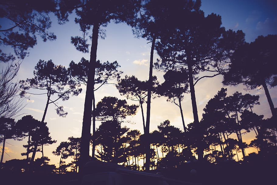 tree, trees, sunset, forset, plant, silhouette, sky, nature HD wallpaper