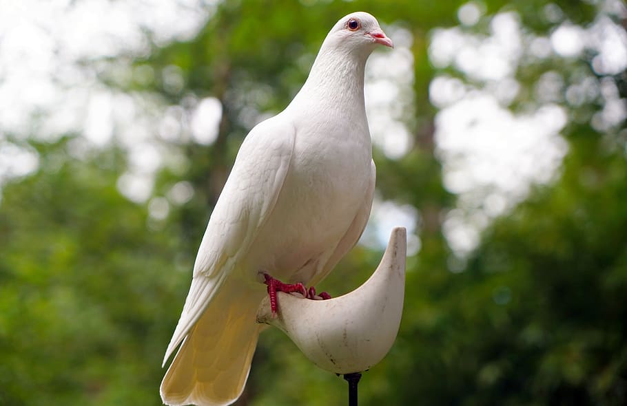 White Dove on White Bird Figure Stand, animal, feathers, perched HD wallpaper
