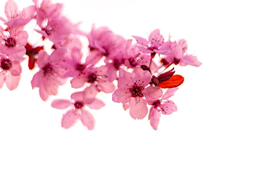 pink flowers, flowering plant, freshness, pink color, beauty in nature HD wallpaper