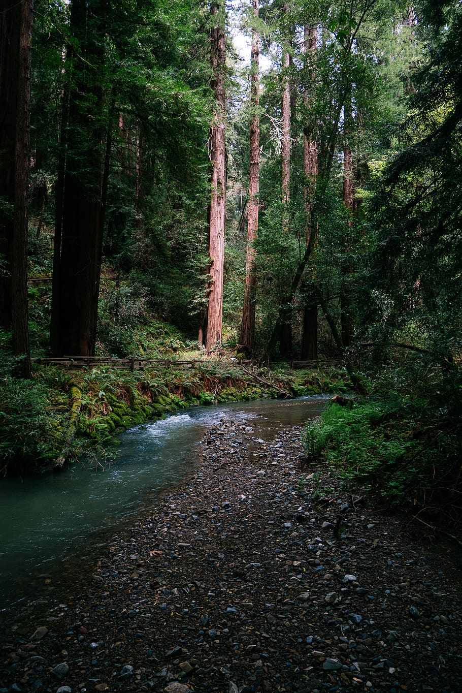 united states, mill valley, muir woods national monument, redwoods