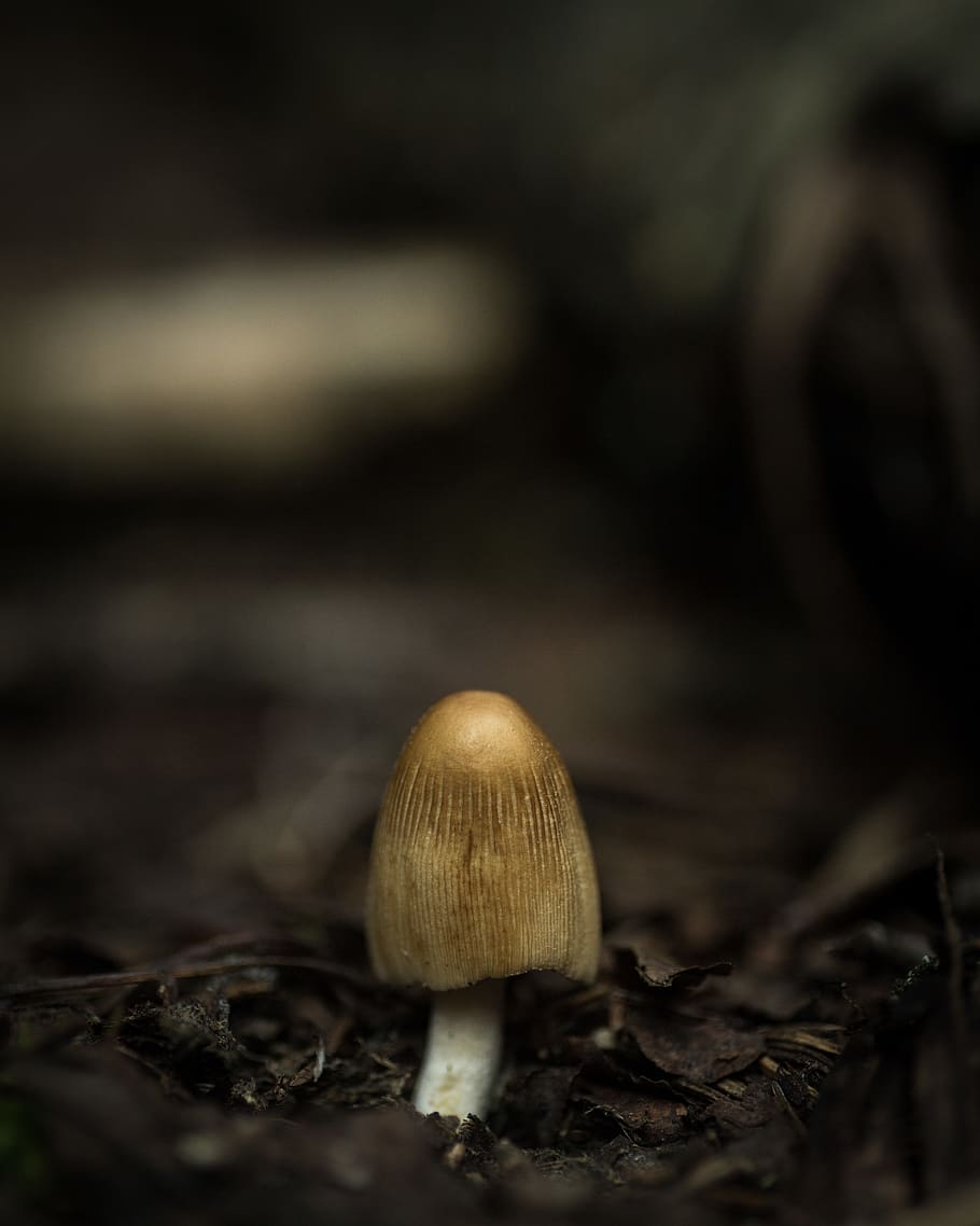 brown mushroom, fungus, vegetable, food, close-up, selective focus HD wallpaper