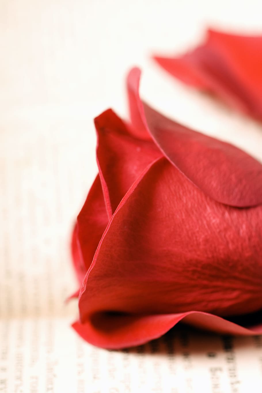 con2011, flower, fresh, gift, book, red, romance, romantic HD wallpaper