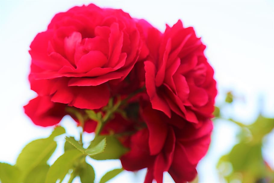 Hd Wallpaper Rose Red Flower Plant Love Beauty Nature