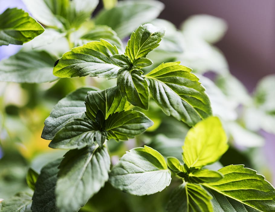 Green Leaf Plant, aromatic, basil, close-up, growing, herb, plant part HD wallpaper