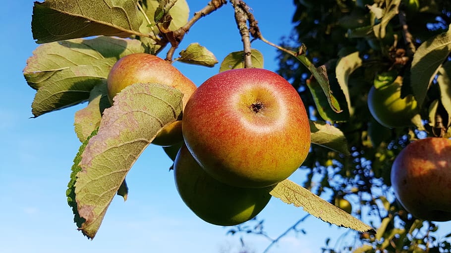 apple, ripe, apple tree, autumn, fruit, food, healthy eating HD wallpaper