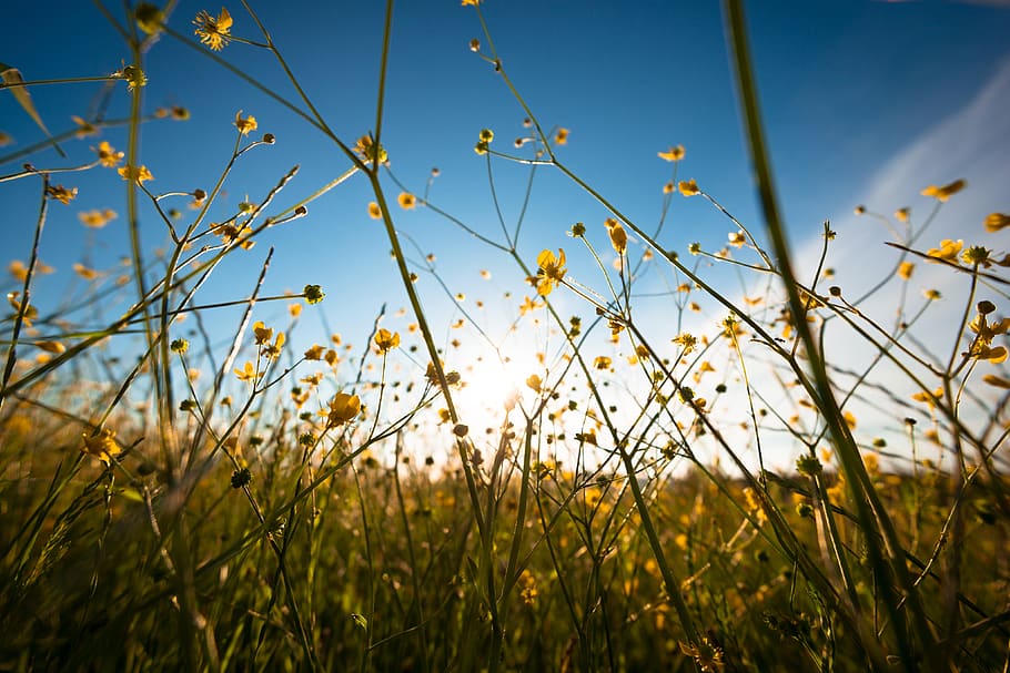 yellow-petaled floewr, grassland, outdoors, field, nature, countryside HD wallpaper