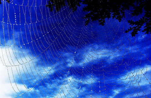 Dew Drops On Spider Web - A New Morning, abstract, background HD wallpaper