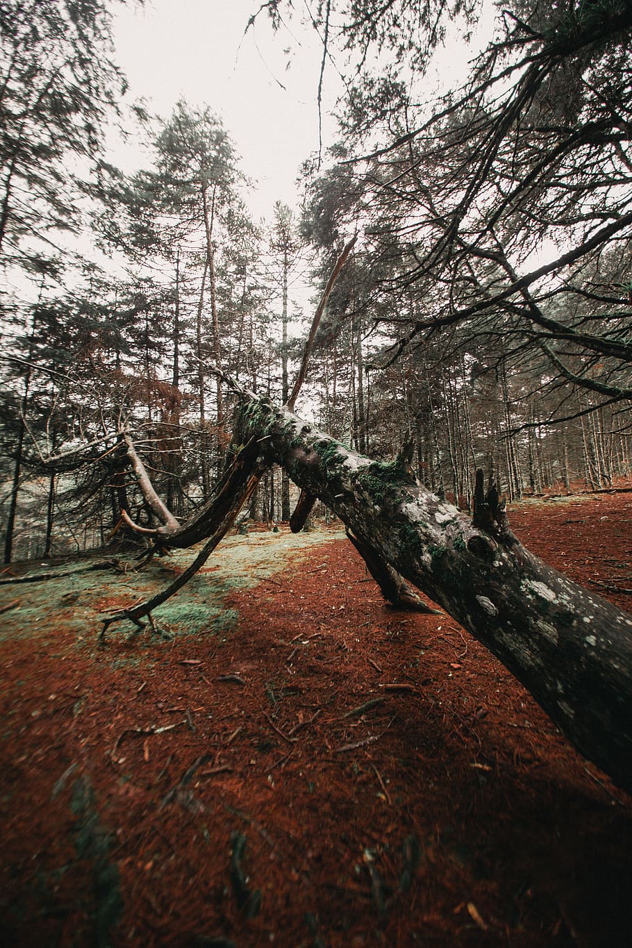 Collapsed Tree, environment, nature, scenic, plant, no people HD wallpaper