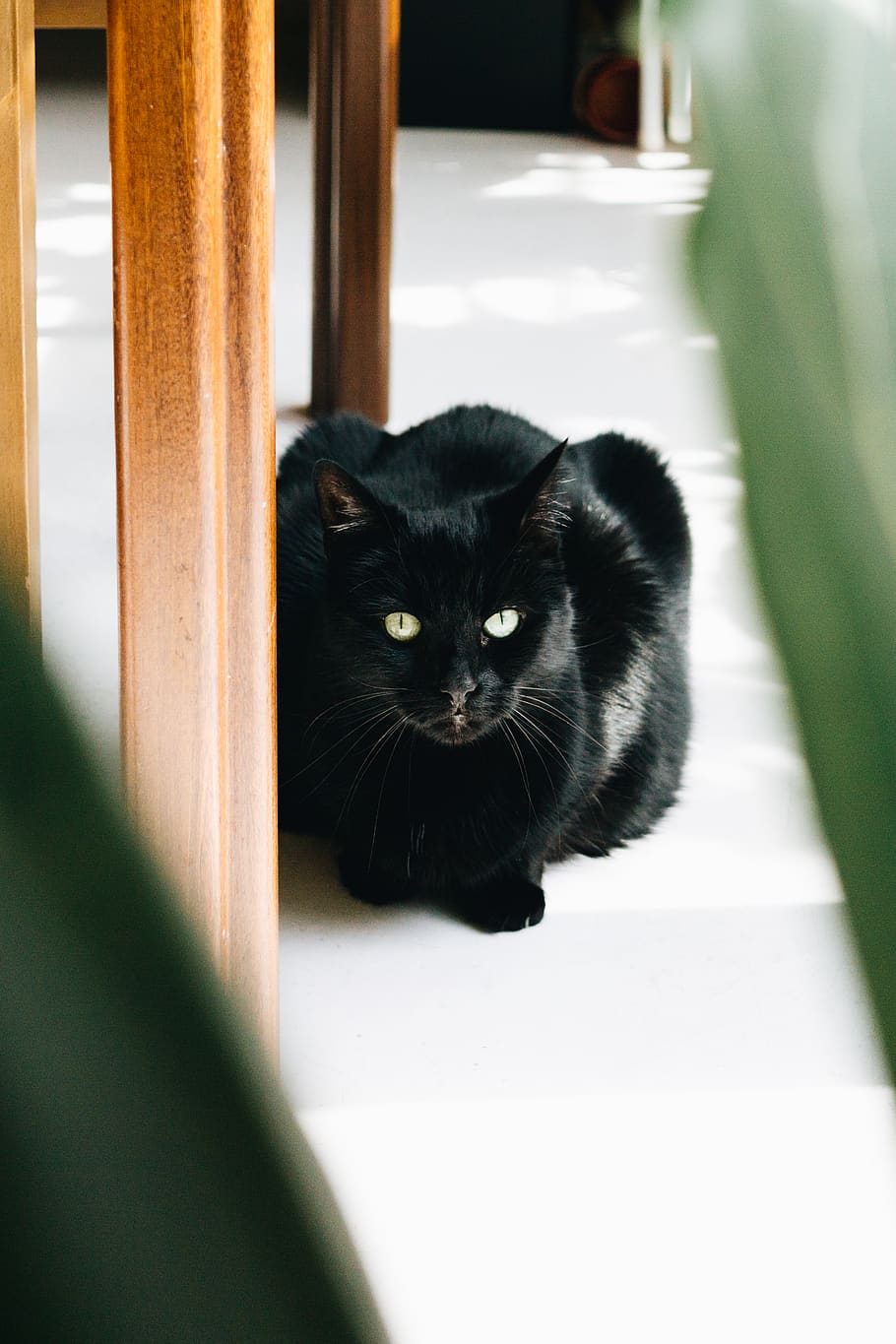 black cat sitting on white surface, mammal, animal, wood, manx HD wallpaper