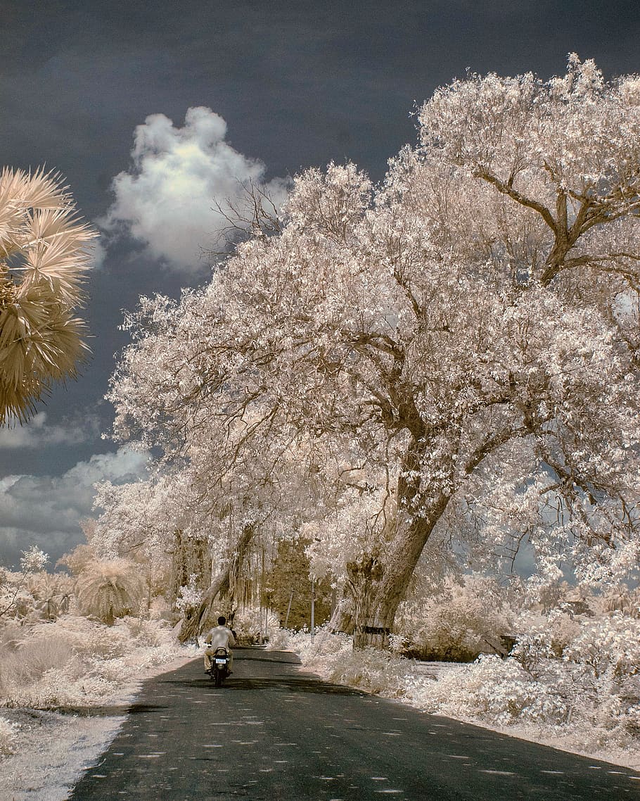 white flowering tree during daytime, plant, nature, person, human HD wallpaper