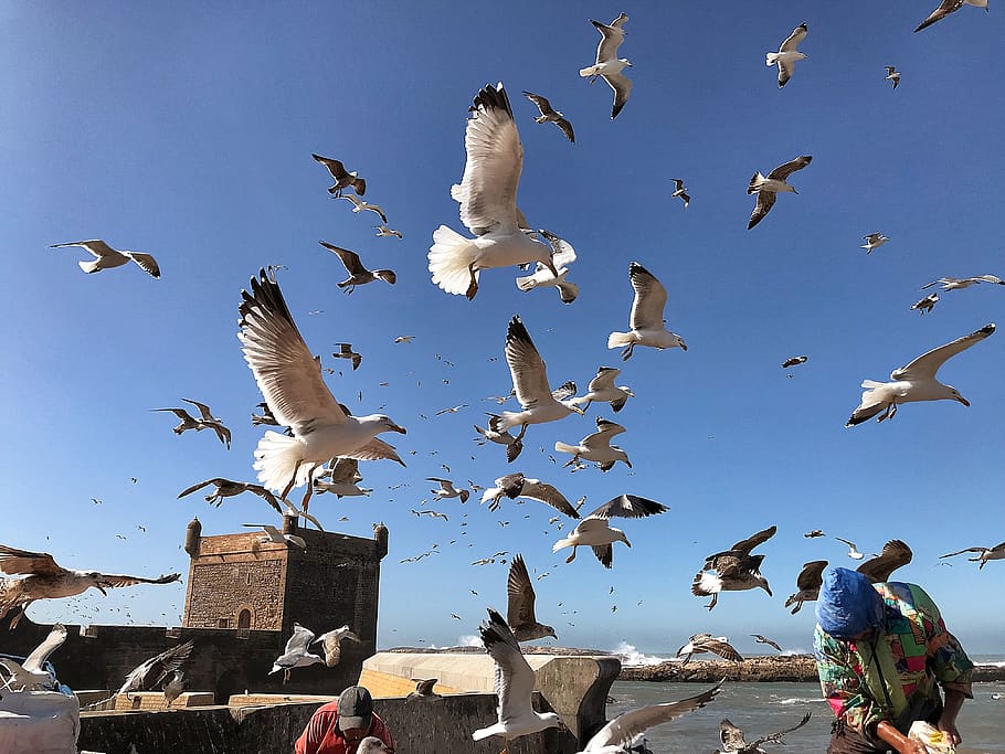 flock, animal, bird, human, person, essaouira, arrivage, morocco HD wallpaper