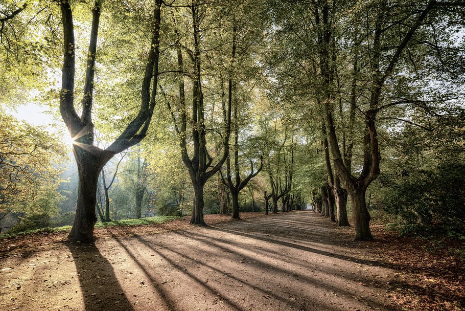 brown pathway surrounded by trees, plant, tree trunk, nature HD wallpaper