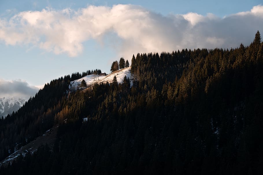 green pine trees below white clouds, abies, fir, plant, conifer HD wallpaper