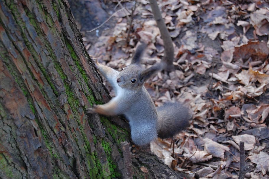 squirrel, forest, cute, nature, animals, tree, mammal, curious