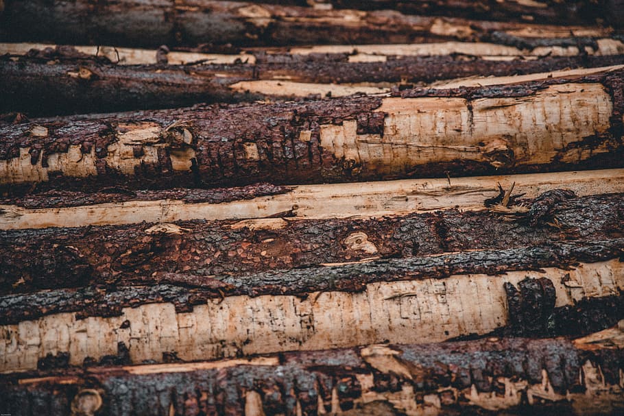 Piled Brown Tree Logs, close-up, hardwood, pattern, rough, tree bark HD wallpaper