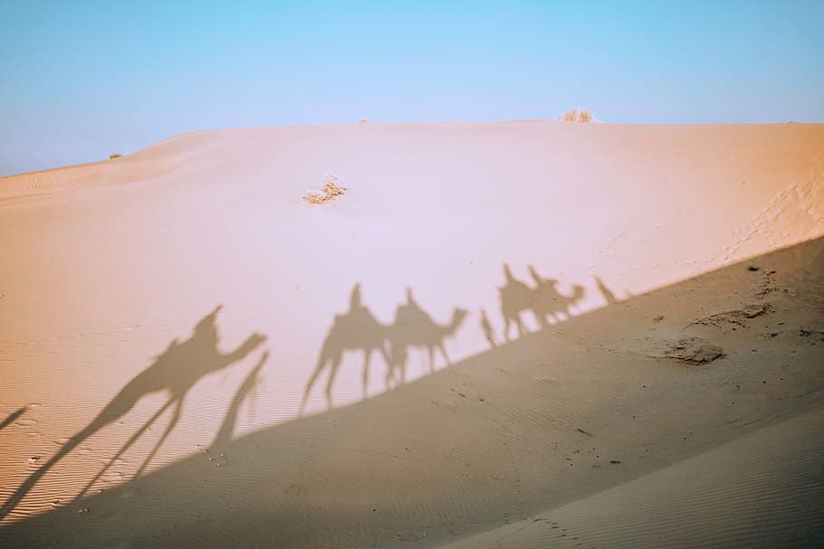shadow of four camels on desert, jaisalmer, india, jaipur, sand, HD wallpaper