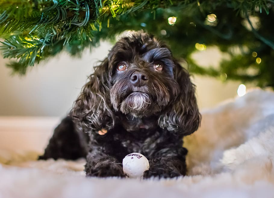 christmas tree, dog, cockapoo, canine, one animal, pets, animal themes HD wallpaper