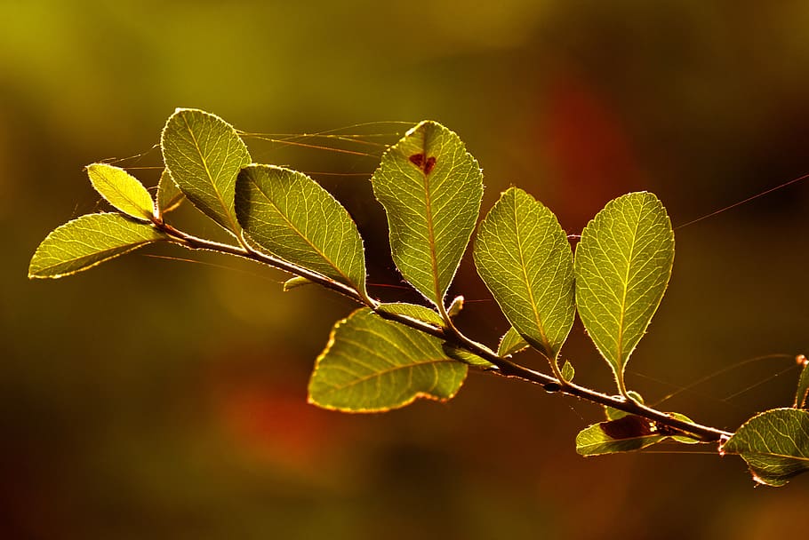 branch, leaves, foliage, tree, nature, vibrant, plant part HD wallpaper
