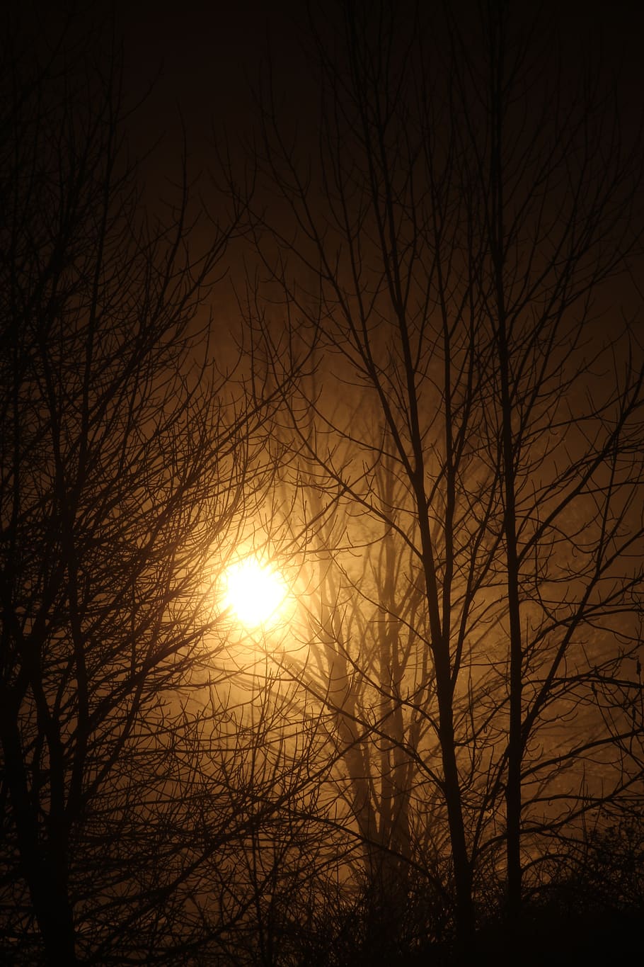 bright, light, night, sparkle, leaves, snow, glowing, dusk HD wallpaper