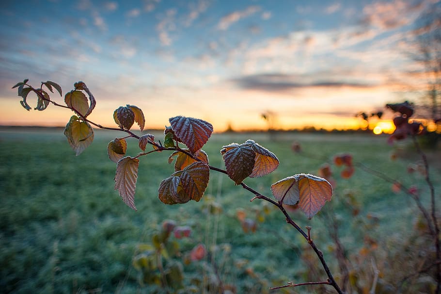 fall, sunrise, frost, sunset, growth, beauty in nature, plant HD wallpaper