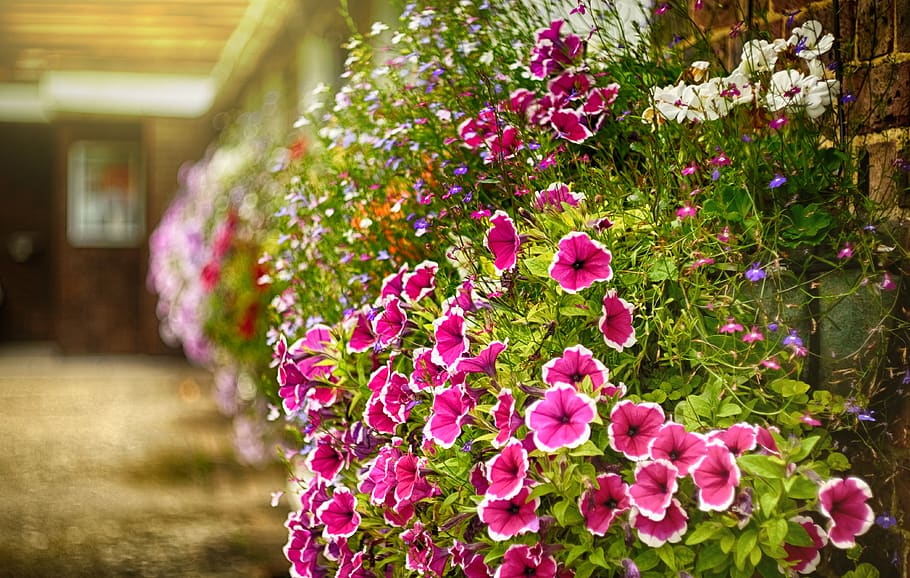 flower, flowering plant, pink color, beauty in nature, freshness HD wallpaper