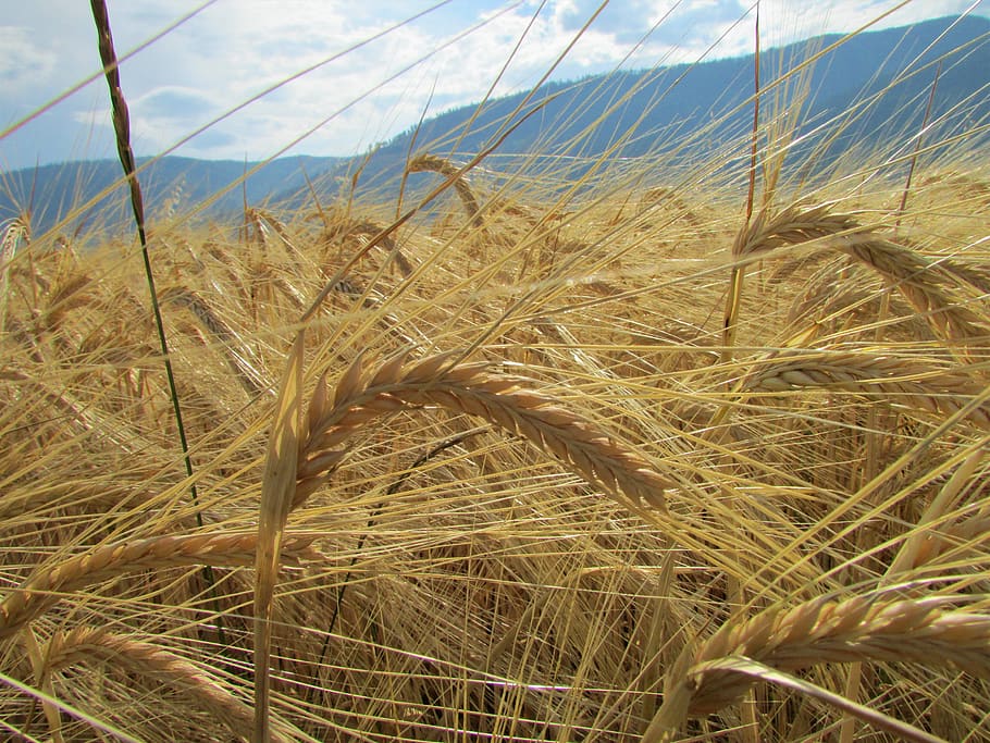 united states, plant, agriculture, field, landscape, sky, crop HD wallpaper
