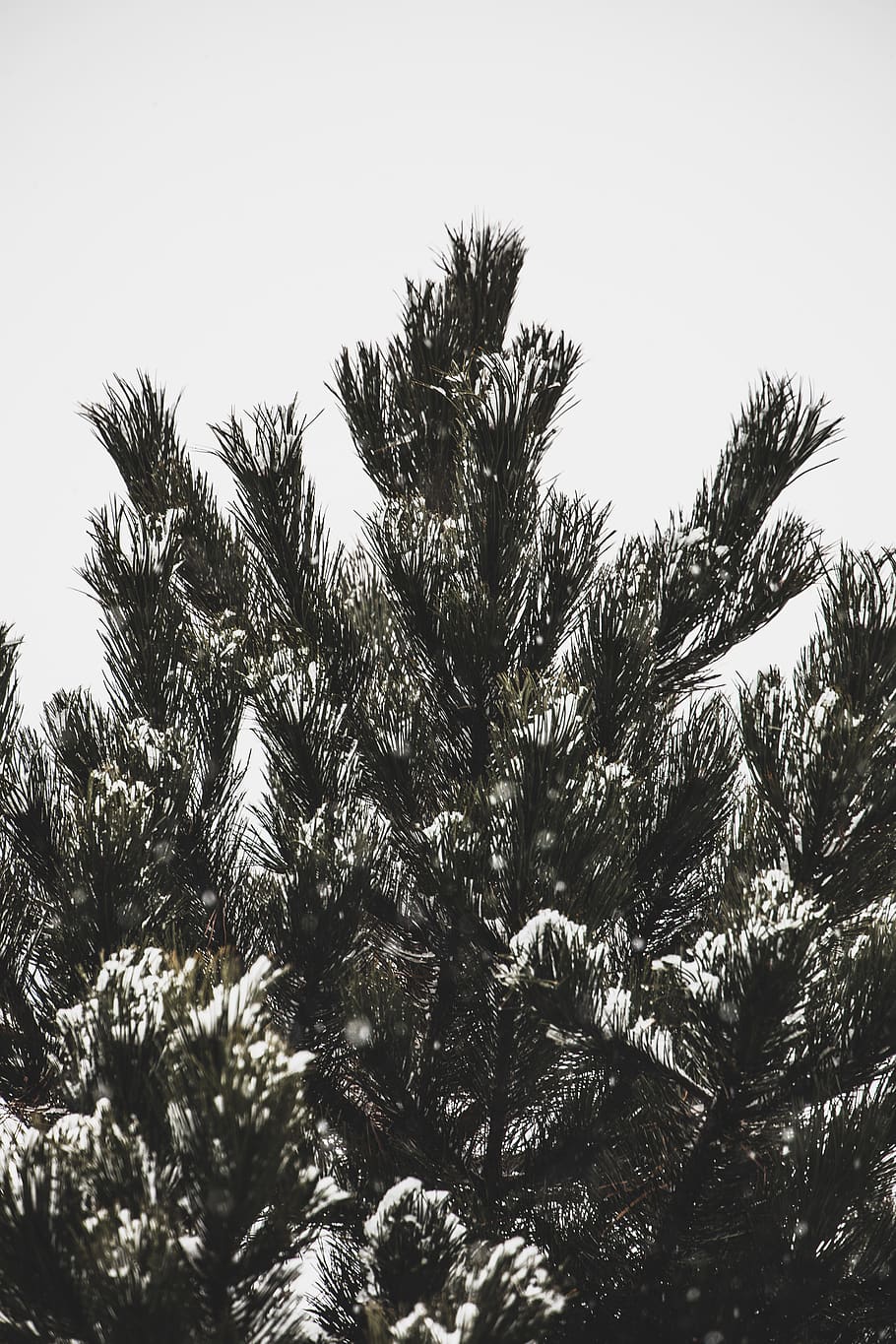 winter, forest, leaves, ice, frost, snow, white, green, tree HD wallpaper
