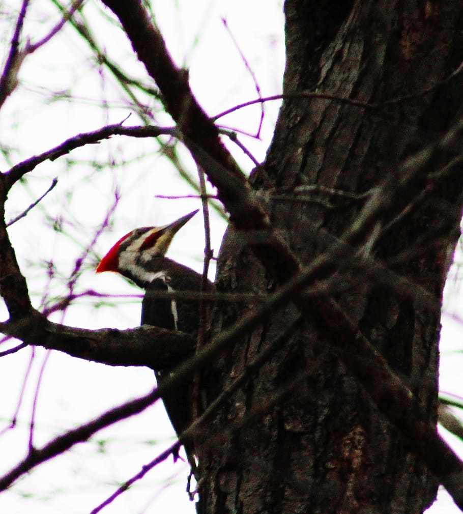 woodpecker, tree, bird, animals in the wild, animal wildlife HD wallpaper