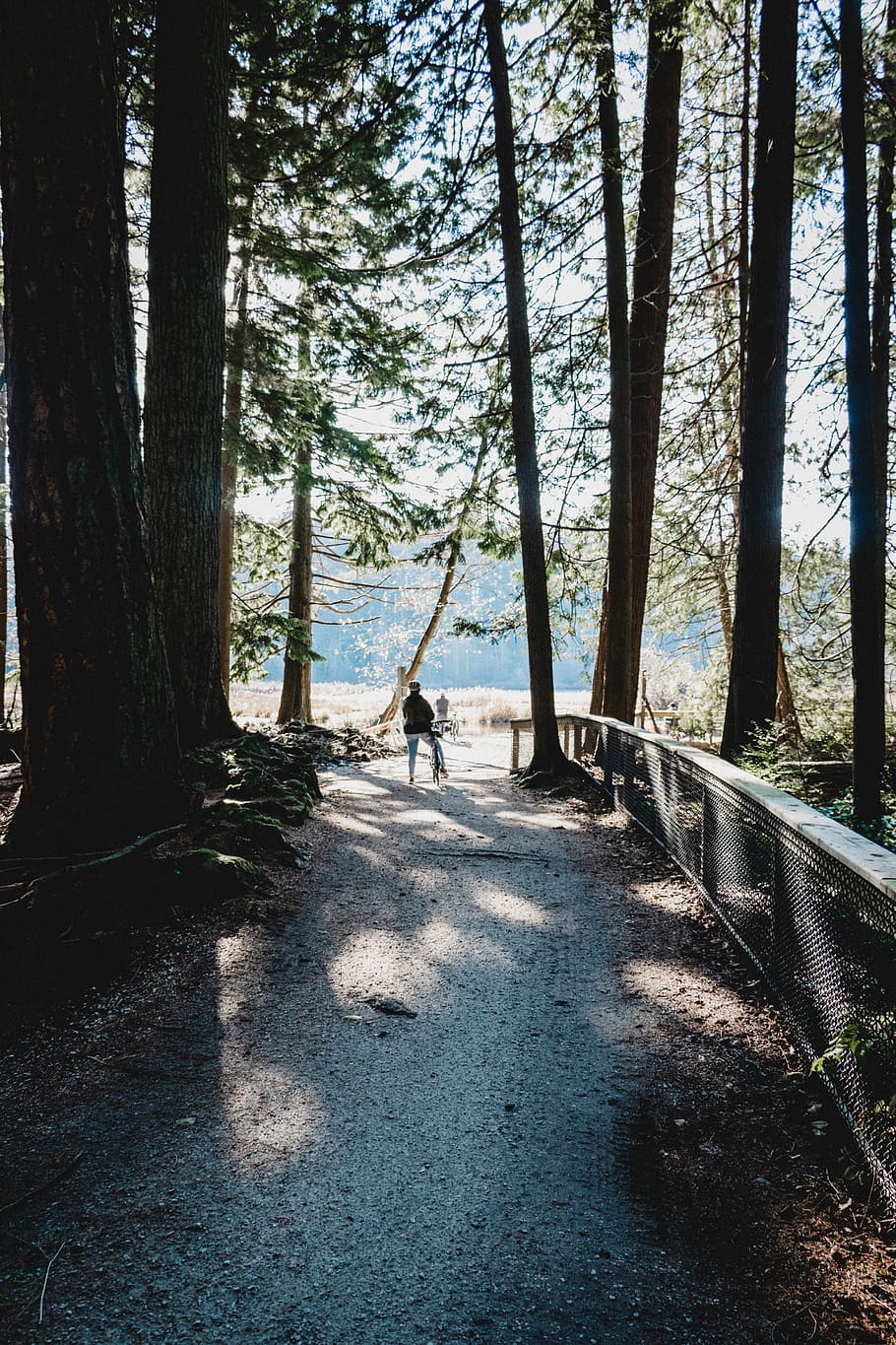 person walking along pathway, canada, beaver lake, stanley park HD wallpaper