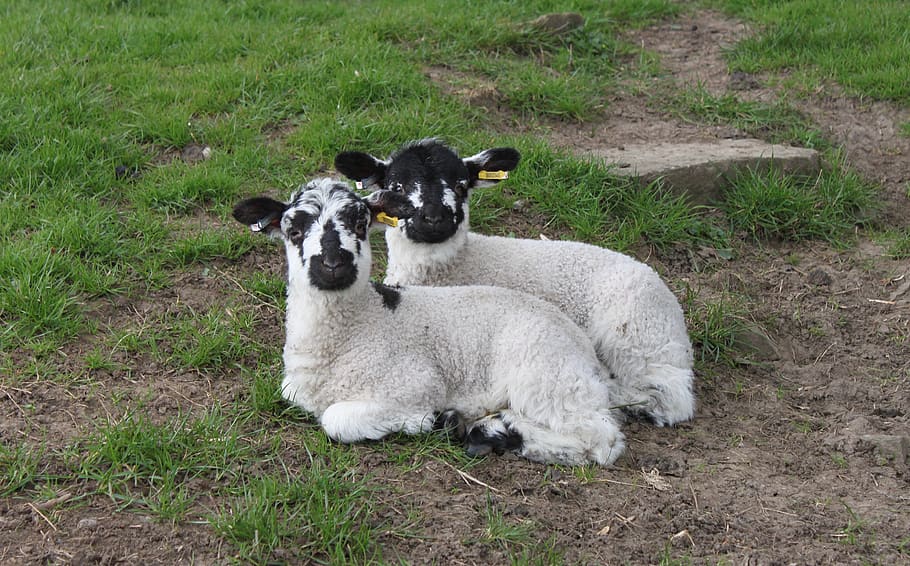 lamb, easter, meadow, spring, close up, mammal, animal themes HD wallpaper
