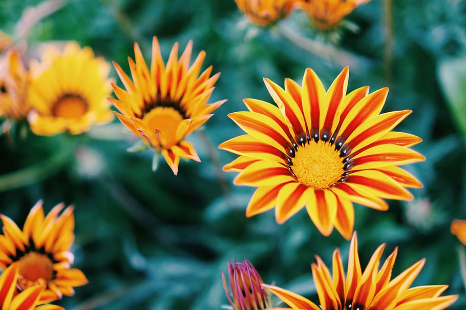flowers, nature, plants, flowering plant, freshness, petal HD wallpaper