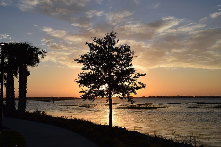 tree, lake, sunrise, silhouette, lake toho, kissimmee, florida, HD wallpaper