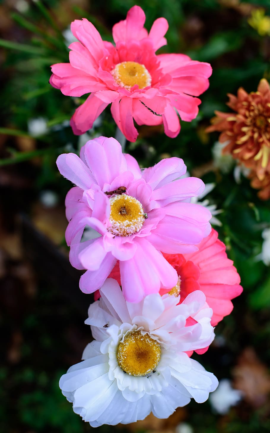 flowers, pink, white, nature, flora, garden, water, flowering plant HD wallpaper