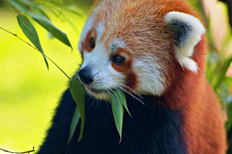 united kingdom, upton, chester zoo, eating, red panda, bamboo, HD wallpaper