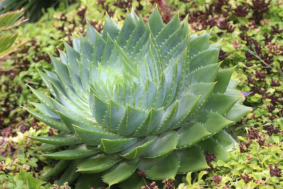 aloe, pattern, succulent, leaf, botanical, foliage, exotic HD wallpaper