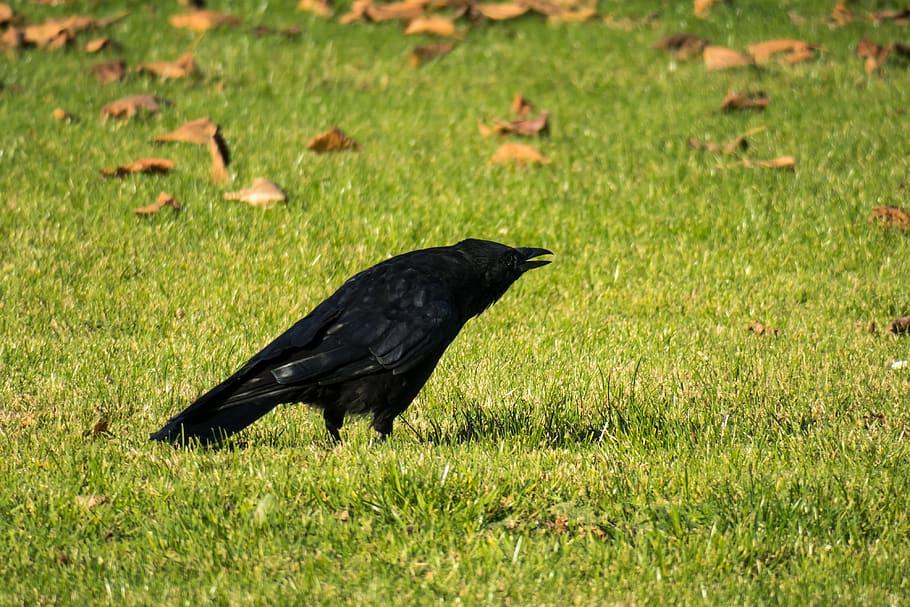 raven, call, communication, scream, bird, meadow, rush, animal themes HD wallpaper