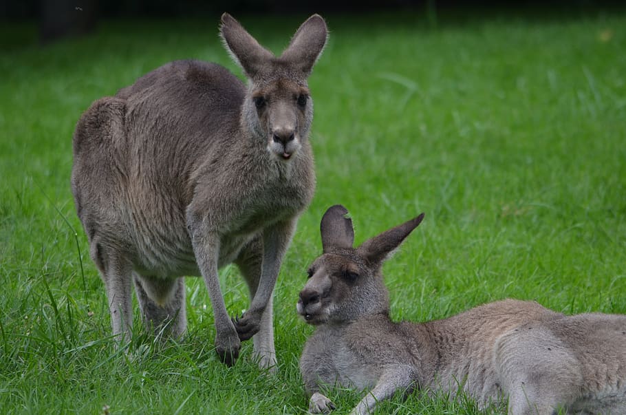 kangaroo, care, cleaning, ear, parent, mother, baby, offspring HD wallpaper
