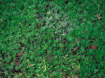 moss, plant, grass, vegetation, lawn, ground, texture, green HD wallpaper