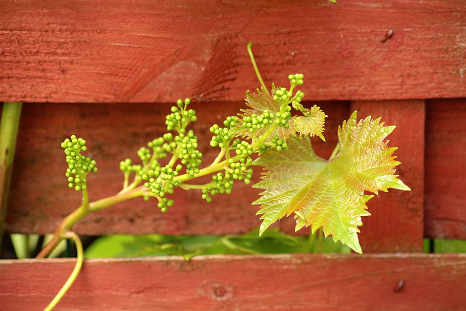 grapes, creeper, sprouts fruit, beads, spring, may, climbing plants HD wallpaper