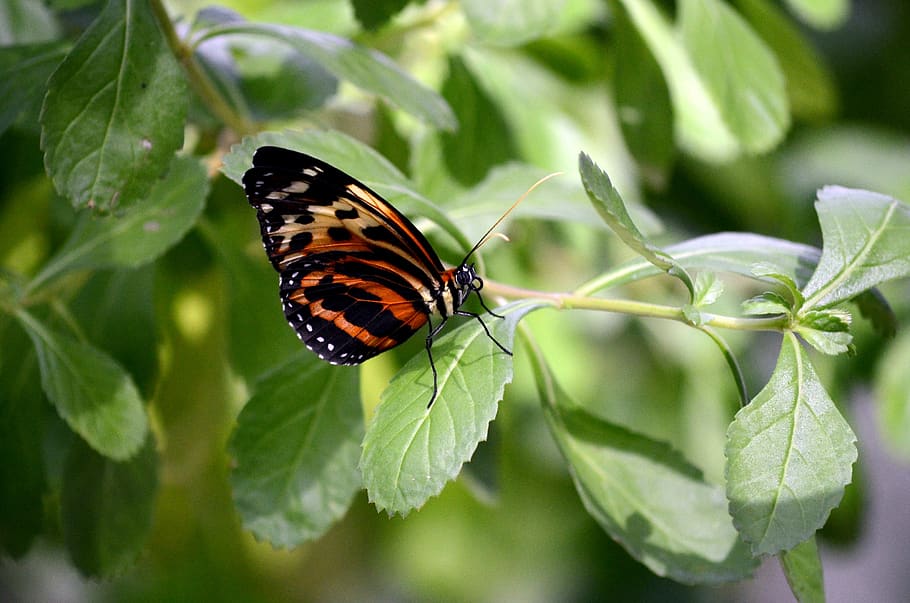 nature, butterfly, insect, leaf, flora, animal themes, animal wildlife, HD wallpaper