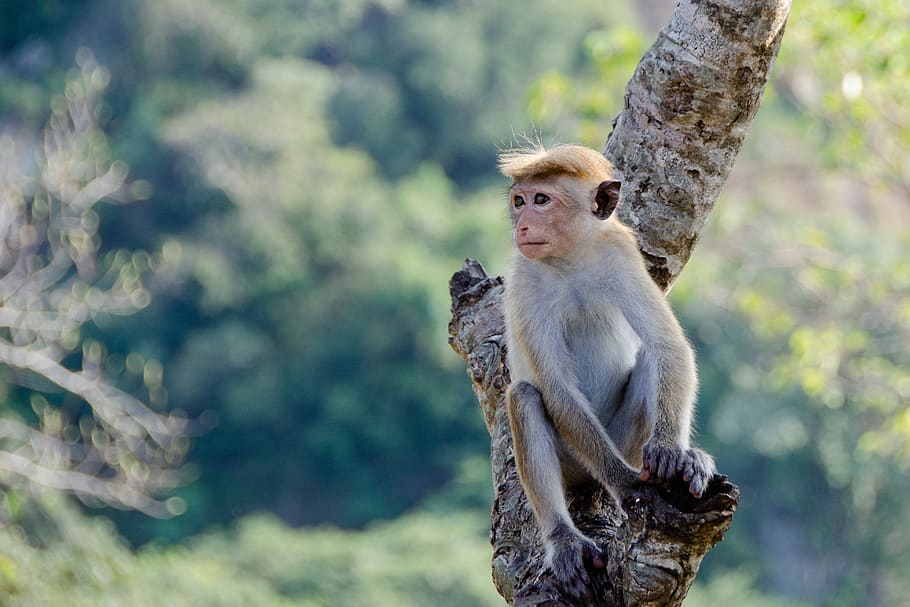 toque macaque, monkey, animal, primate, sri lanka, sri lankan, HD wallpaper