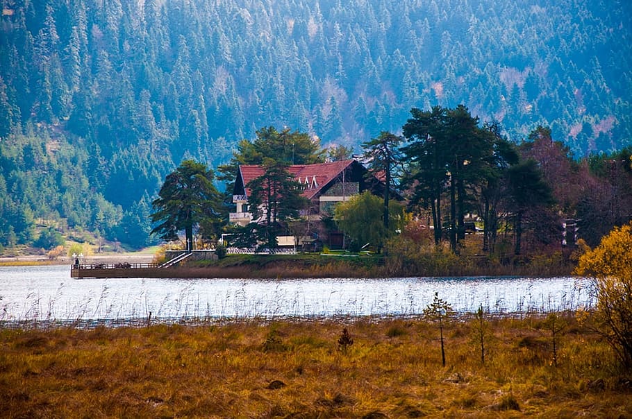 trees, forest, lake, water, house, fields, grass, nature, peaceful HD wallpaper