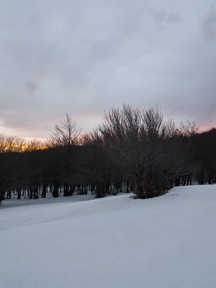 winter, snow, sunset, trees, clouds, forest, cold temperature HD wallpaper