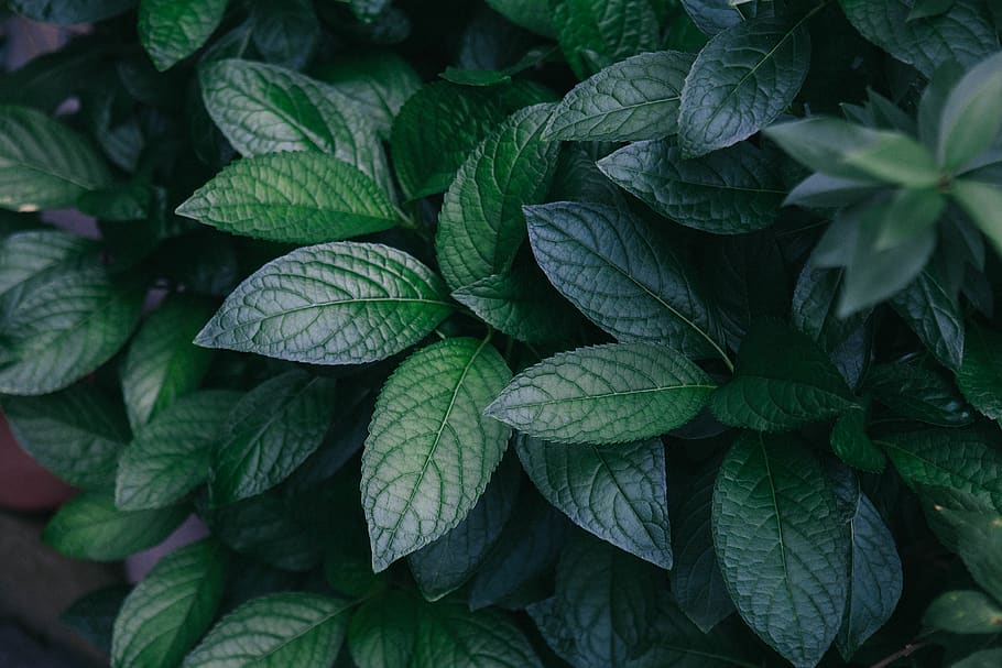ovate-leafed green plants, plant part, green color, growth, full frame HD wallpaper