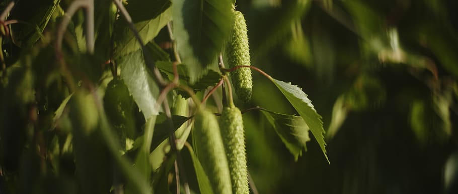 plant, leaf, tree, vegetation, green, nature, annonaceae, blossom HD wallpaper