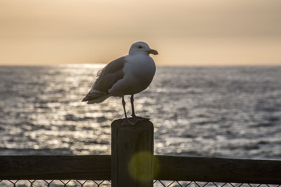 seagull, perched, sunset, ocean, dusk, pier, bird, clayton HD wallpaper