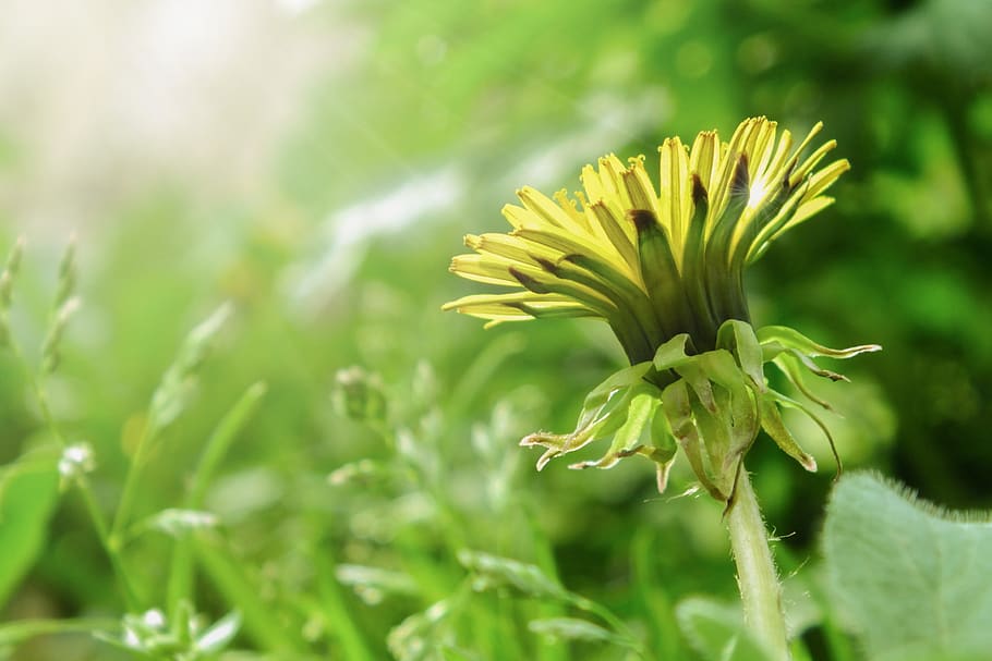 dandelion, flower, spring, sunlight, meadow, green, blossom HD wallpaper