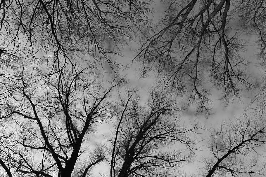 trees, treetops, branches, black white, mysterious, gloomy HD wallpaper